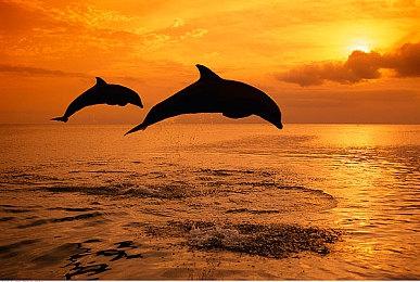 63分钟！《空洞骑士：丝之歌》玩家打破速通世界记录