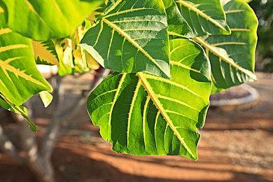 韩国G-Star游戏展今日举办 《匹诺曹的谎言》参展